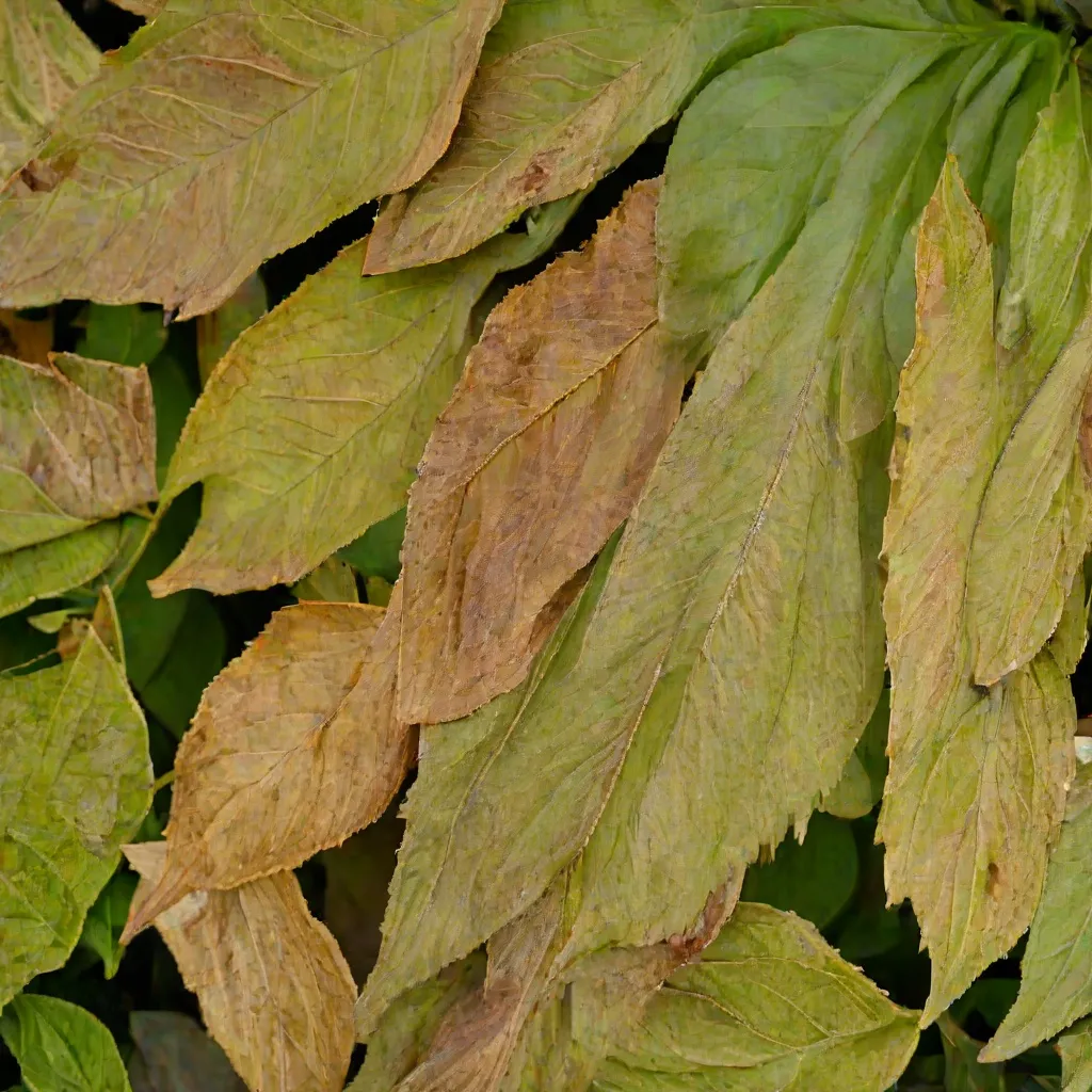 Suche końcówki liści - przyczyny i sposoby na zdrowe rośliny