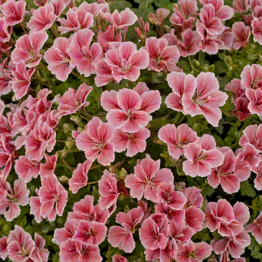 Co zrobić, aby pelargonie obficie kwitły?