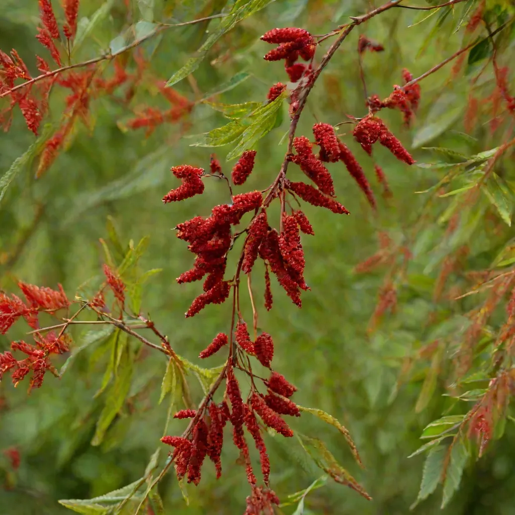Sumak octowiec - czy naprawdę jest rakotwórczy?