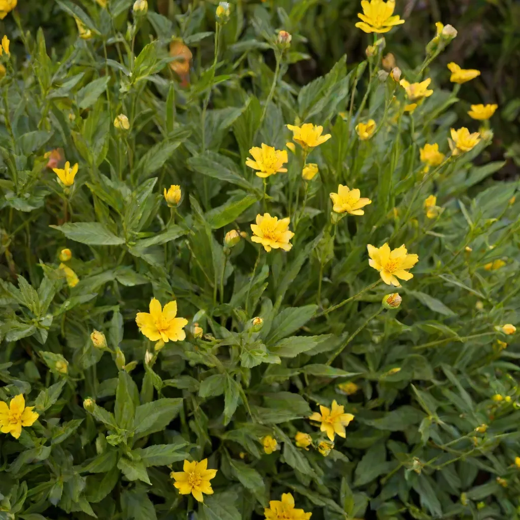 Co oznaczają żółte kwiaty - symbolika i znaczenie