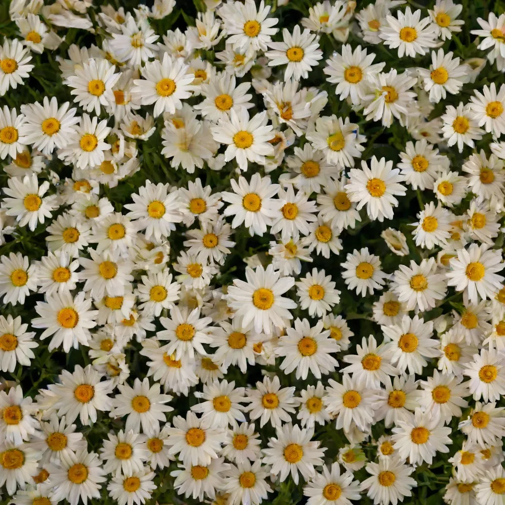 Stokrotki w ogrodzie - pielęgnacja i rozmnażanie